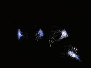 Kohira Atsunobu - Harmonie de quatre constellations